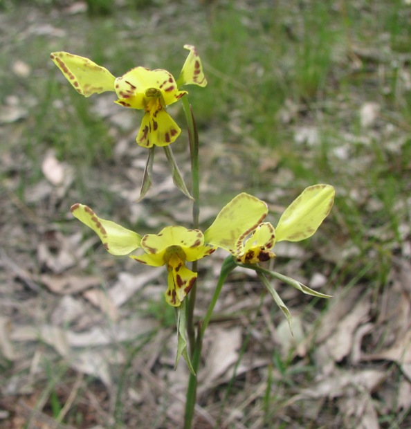 Diuris species unknown